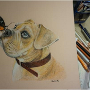 Portrait HUND